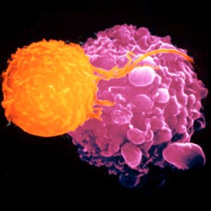 T Cell (orange) killing a cancer cell (mauve).