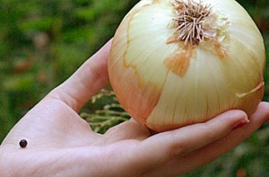 Currently available tests detect ovarian cancer when it is about the size of the onion in the photograph. To reduce ovarian cancer mortality by 50 percent, an early detection test would need to be able to reliably detect tumors the size of the peppercorn. (Photo Source:  Patrick O. Brown, Howard Hughes Medical Institute Investigator, Research News Release, July 28, 2009)
