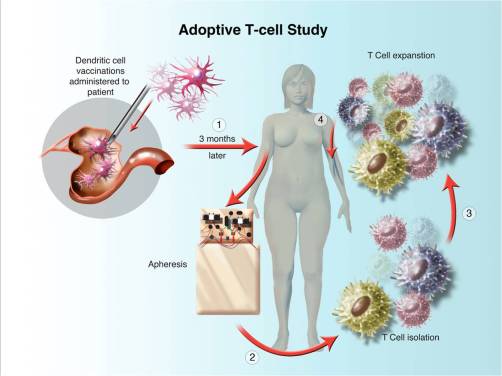 AdoptiveTcells