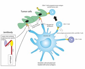 Fusion protein activates immune cells against tumors The Jantibody fusion protein, combining an antibody fragment targeting an antigen found on tumor cells with an immune-response-inducing protein (MTBhsp70), activates dendritic cells against several tumor antigens and induces a number of T-cell-based immune responses. (Jianping Yuan, PhD, MGH Vaccine and Immunotherapy Center)
